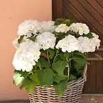 Farmház Agriturismo Ti Amo Gualdo di Macerata